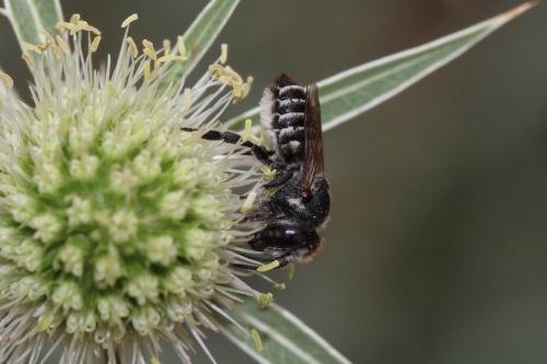 Réf. 329 395 : Megachile rotundata